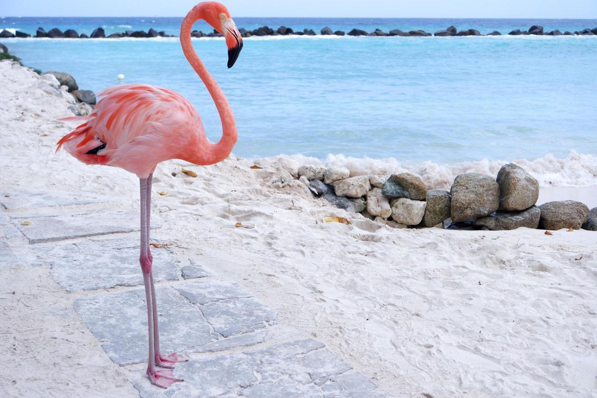 Casa Olive Daire San Vito Lo Capo Dış mekan fotoğraf